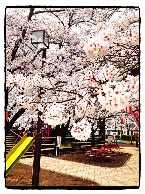 小頭町公園の桜